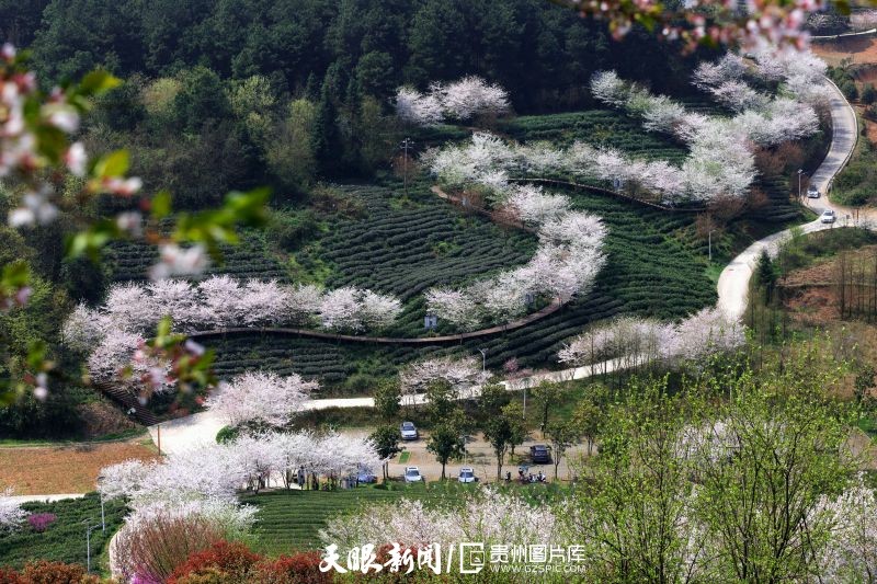 黔茶 春天芬芳的暖意 香飄大地