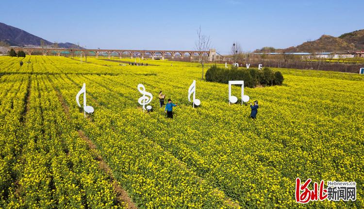 河北石家庄：油菜花开春意浓