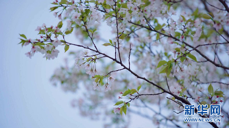 春染來鳳 邂逅一場繁花似錦