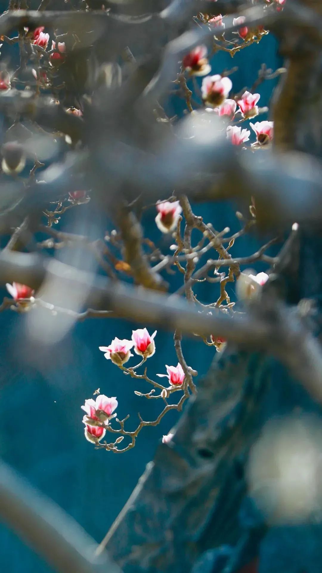 （转载）这里的“仙境”，美上热搜！