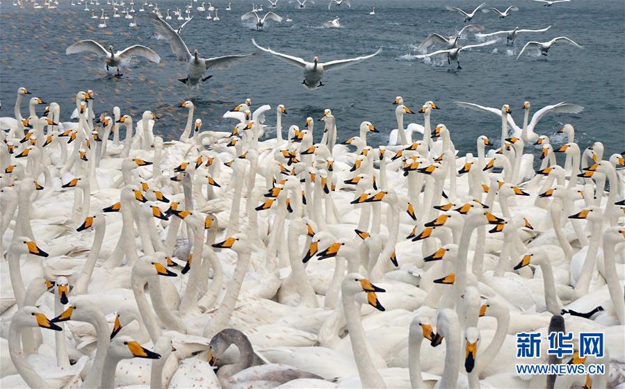 山東榮成：萬隻天鵝越冬棲息