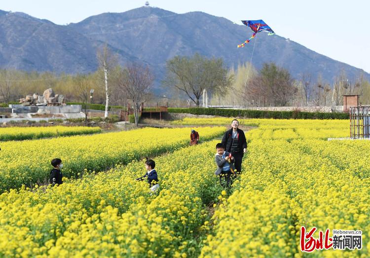 河北石家莊：油菜花開春意濃