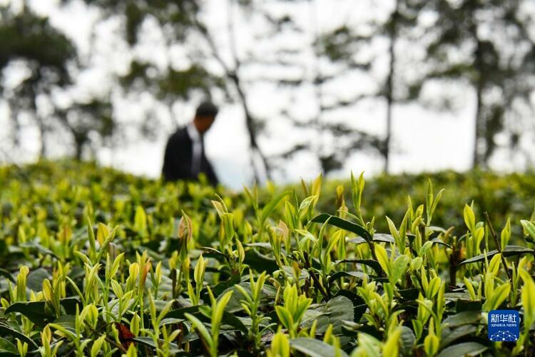 （中首）貴州：明前茶採摘忙