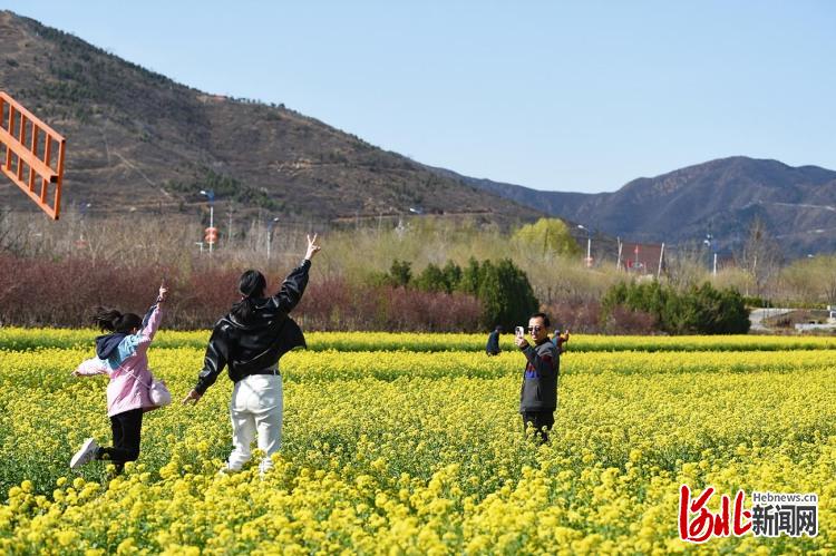 河北石家莊：油菜花開春意濃