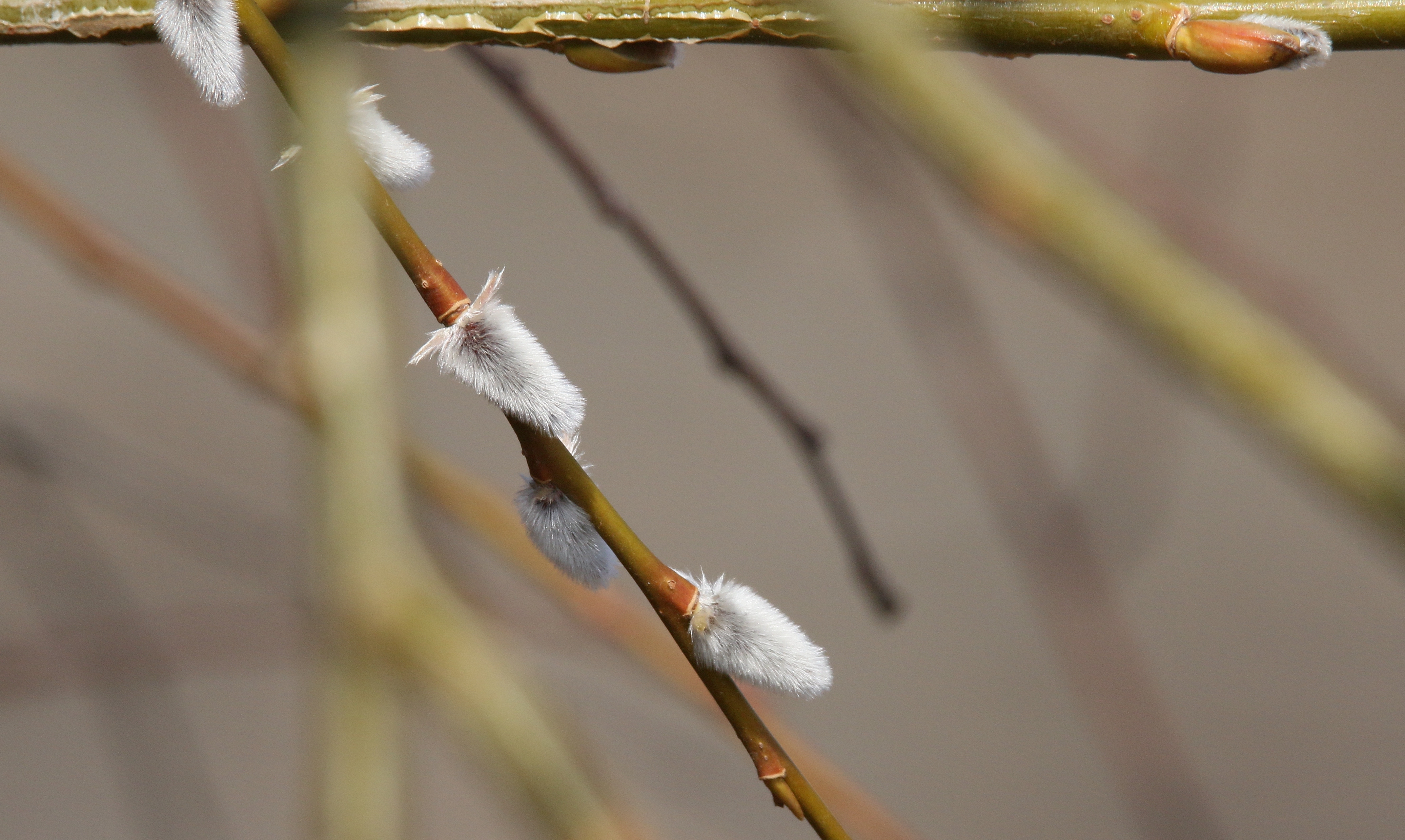 “趴”满枝头，“毛毛狗”报春来
