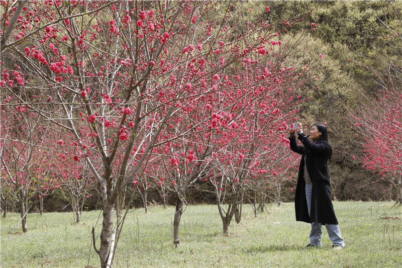 平頂山寶豐：山鄉田園春景如畫_fororder_2.JPG