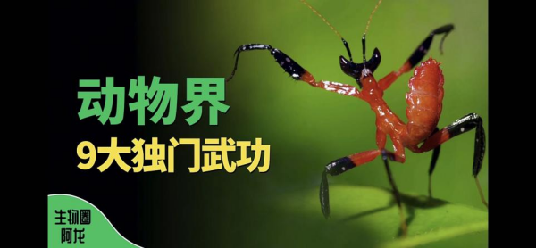 变色龙会跳舞？屎壳郎自带GPS？ 20万网友在西瓜视频追更“阿龙的生物圈”