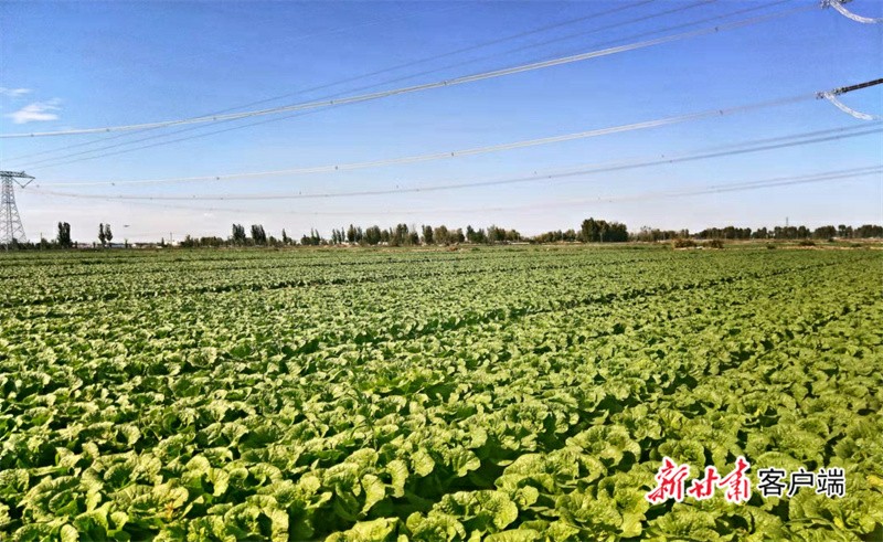 永昌：富民强县 生“菜”有道