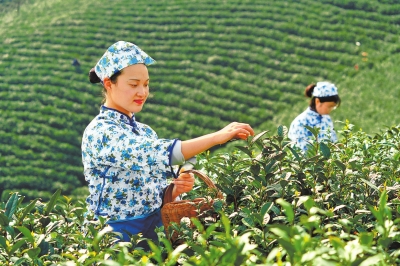 中國十大名茶之一——信陽毛尖信陽毛尖開採了