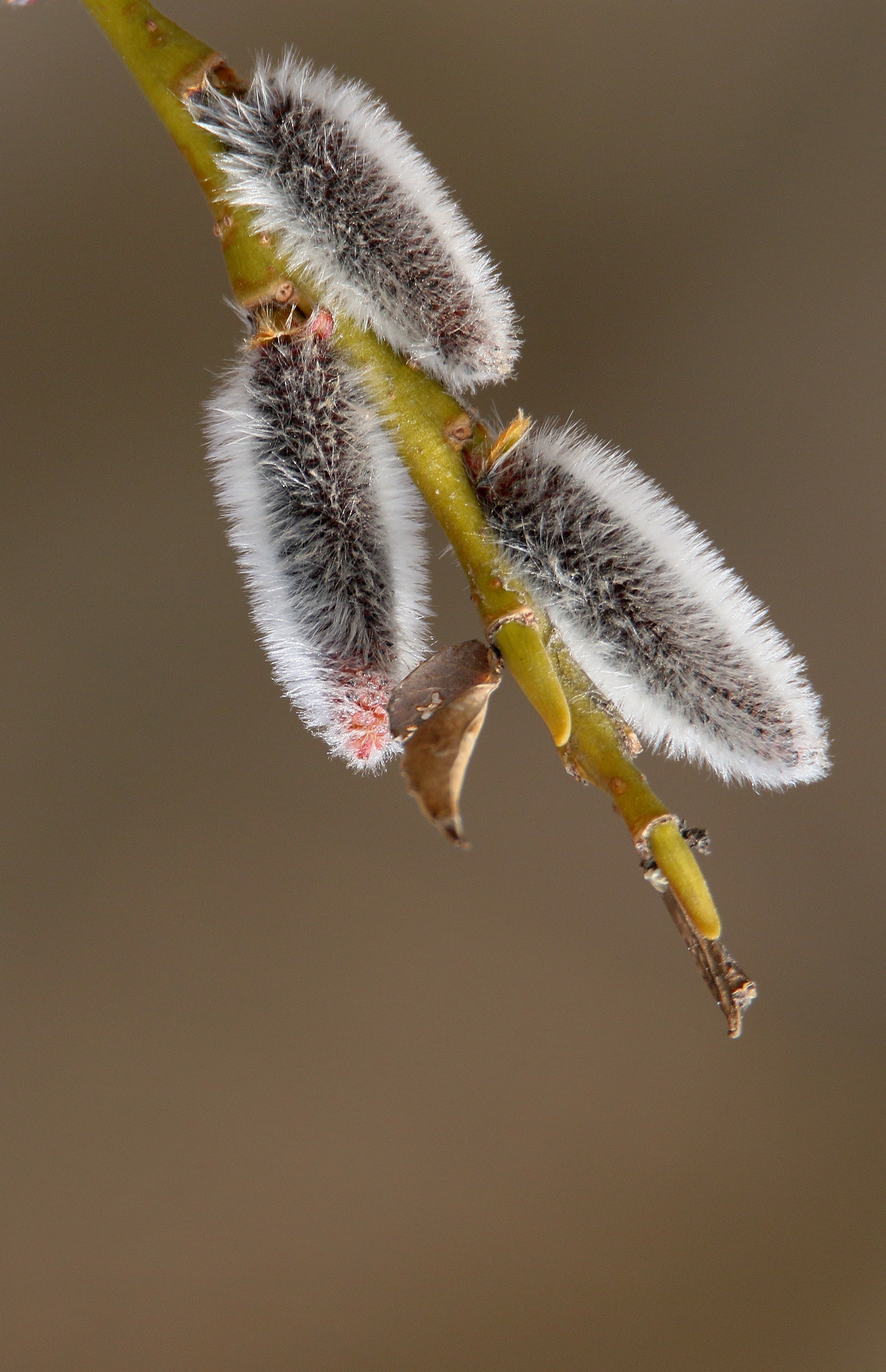 “趴”满枝头，“毛毛狗”报春来