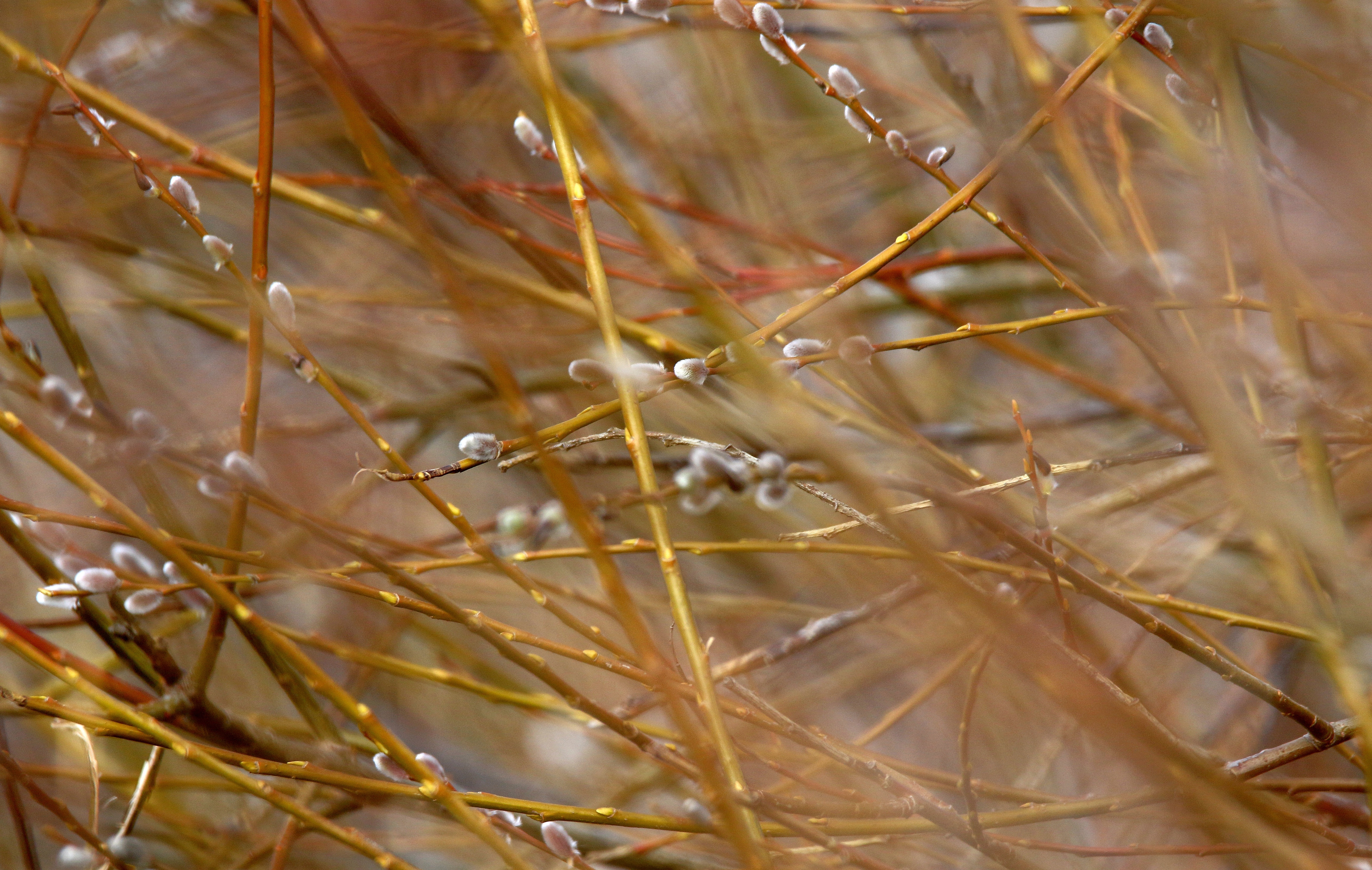 “趴”满枝头，“毛毛狗”报春来