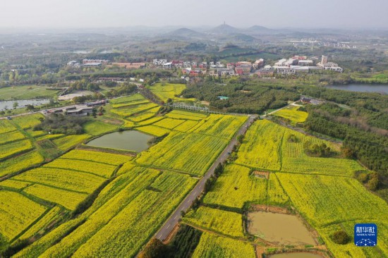 南京：油菜花开香慢城