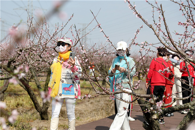 【原创 宁波合作稿 推城市频道】宁波慈溪掌起镇：桃花为媒 助推乡村振兴_fororder_图为游客们在桃园里赏花 王烨江 摄