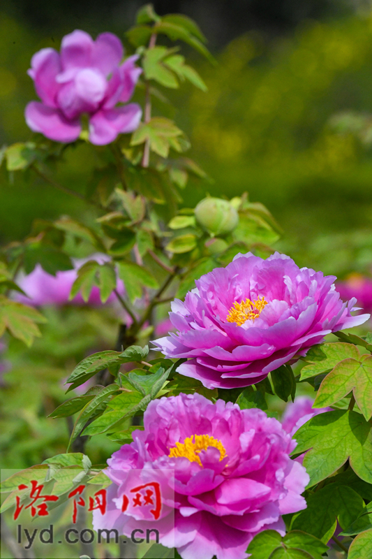 隋唐城遺址植物園：國色初綻露芳容