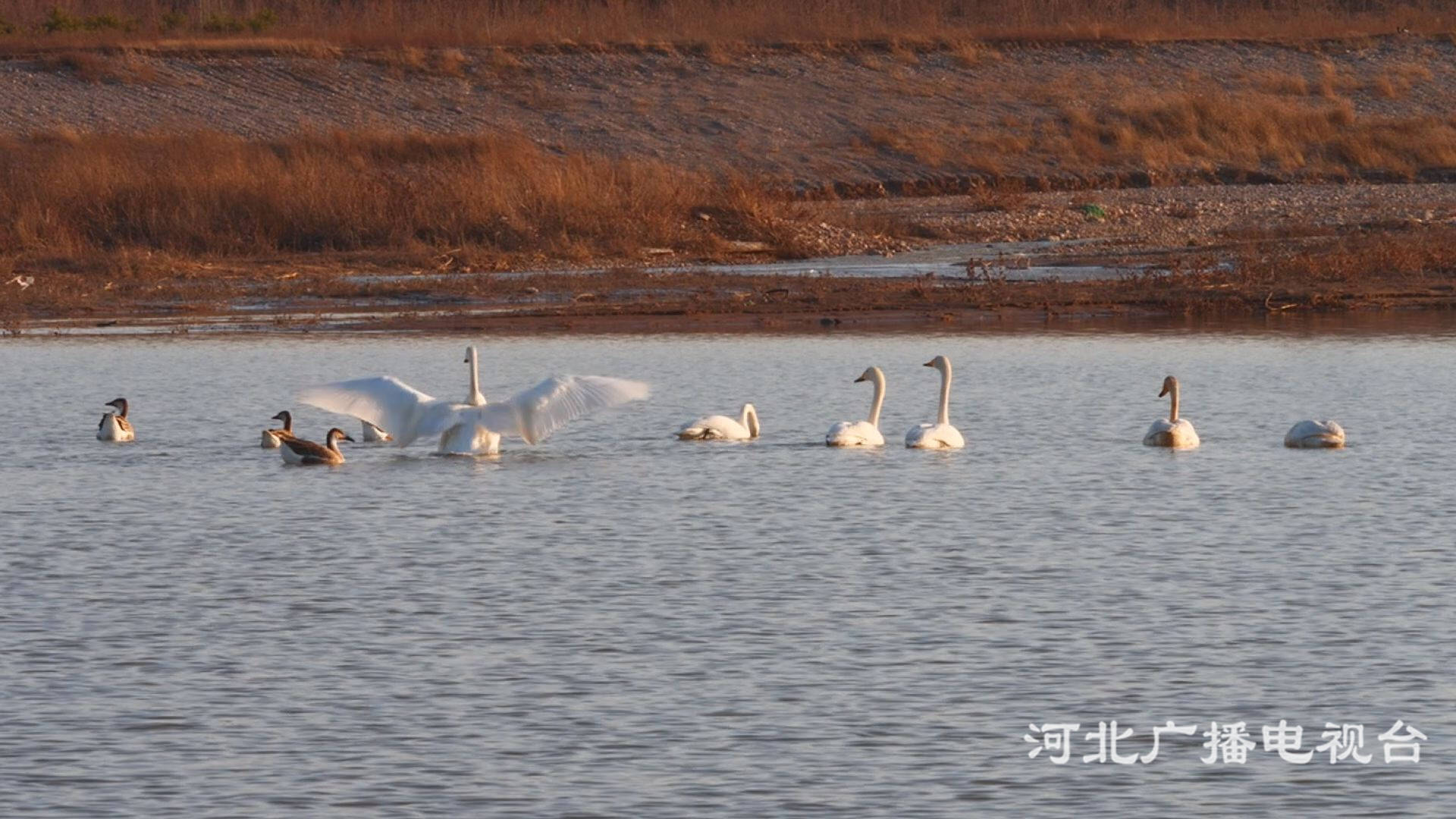 张家口涿鹿：桑干湿地候鸟来徙