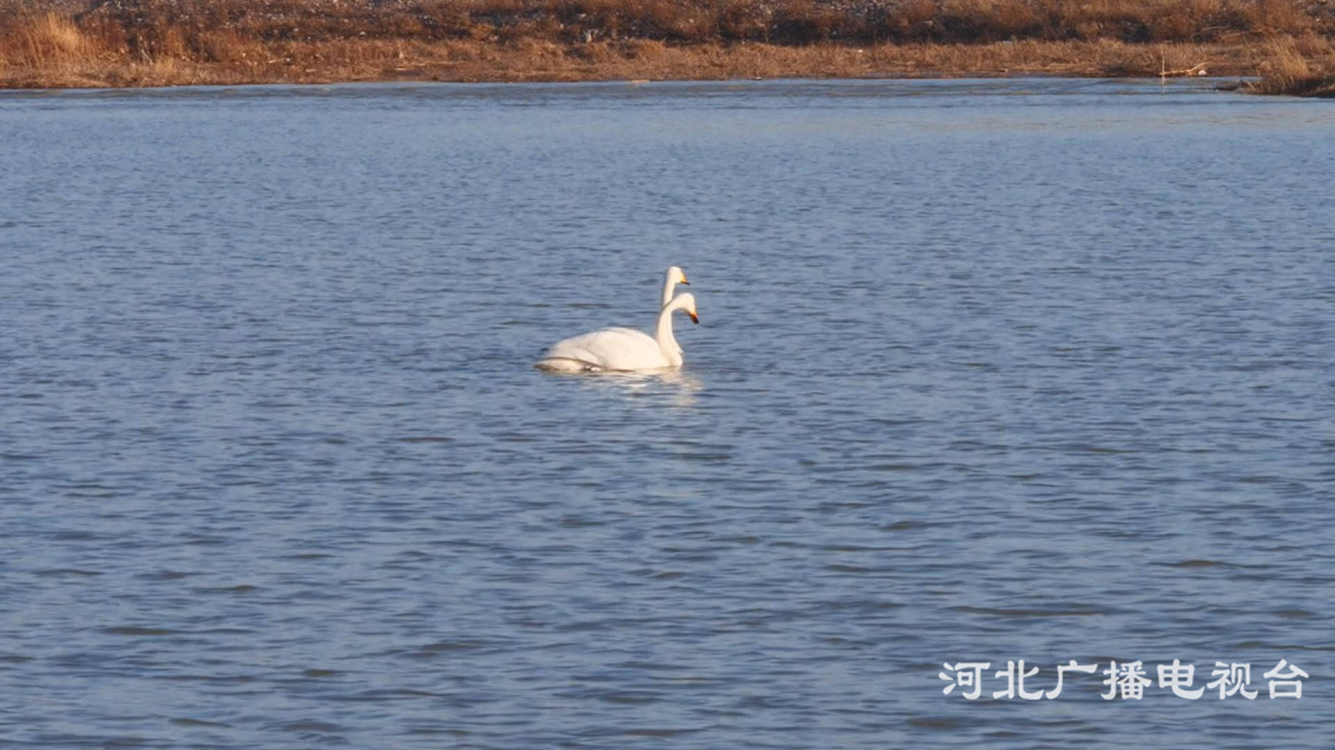 张家口涿鹿：桑干湿地候鸟来徙