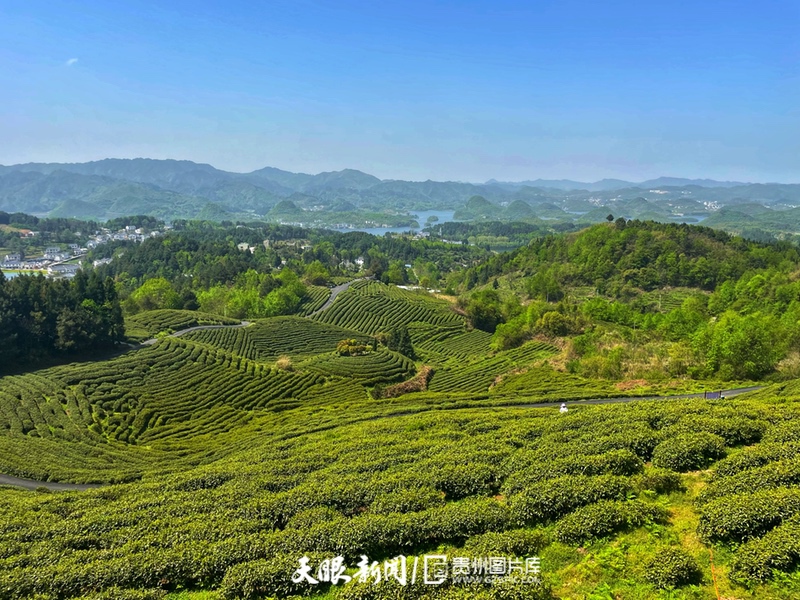 “小茶叶”走出发展“大路径” 贵阳观山湖区春茶开采