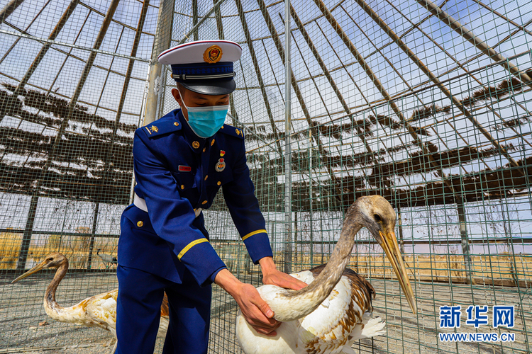 甘肃张掖：森林消防守护鸟类家园