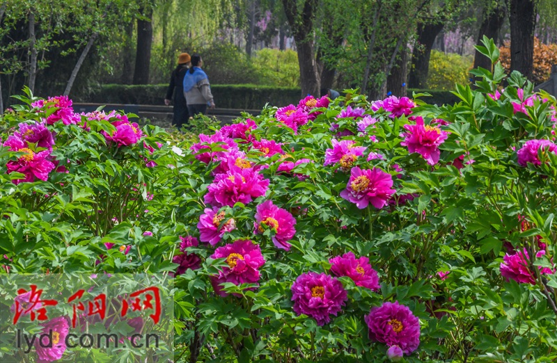 隋唐城遺址植物園：國色初綻露芳容