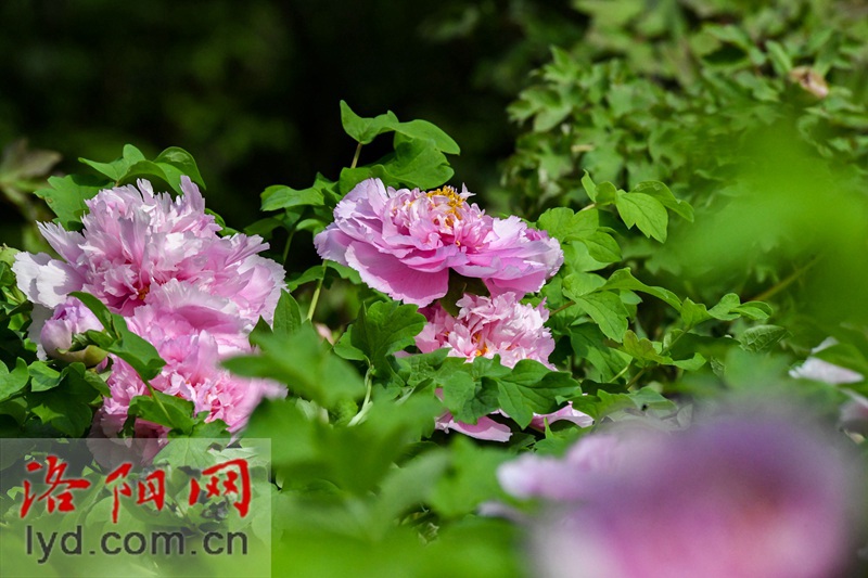 隋唐城遺址植物園：國色初綻露芳容