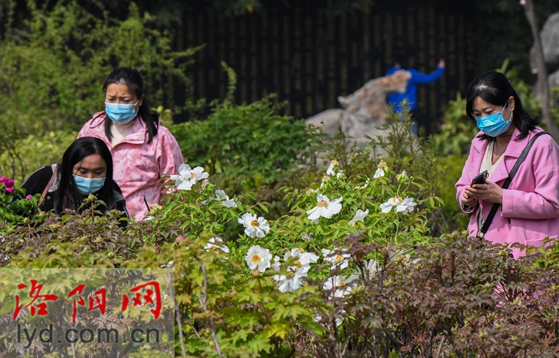 隋唐城遺址植物園：國色初綻露芳容