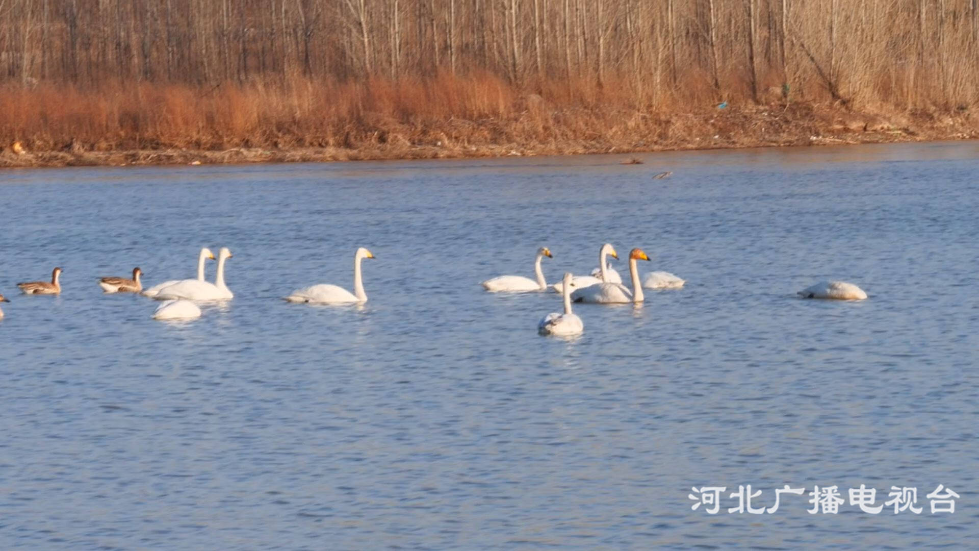 张家口涿鹿：桑干湿地候鸟来徙