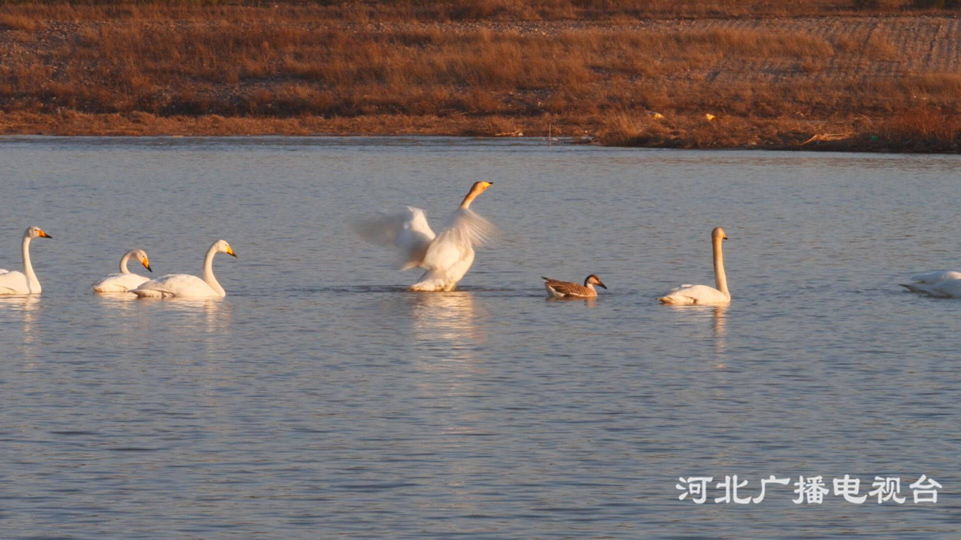 张家口涿鹿：桑干湿地候鸟来徙