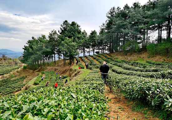 （供稿）贵州钟山： 茶山变“金”山  6千亩茶叶开采_fororder_微信图片_20220330160626