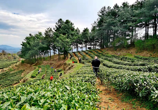 （供稿）貴州鍾山： 茶山變“金”山  6千畝茶葉開採_fororder_微信圖片_20220330160626