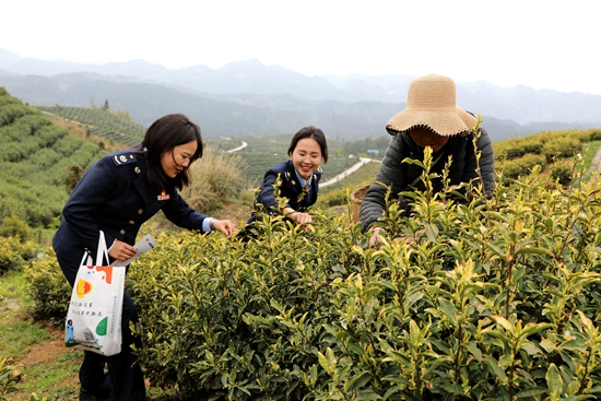 （供稿）贵州毕节：税惠春风暖 茶叶采摘忙_fororder_税务人员深入乌蒙利民生态茶场了解茶叶采摘情况。陈刚  摄