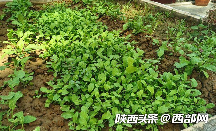 西安一社区楼顶建起“开心农场” 600多平米菜地居民随便种