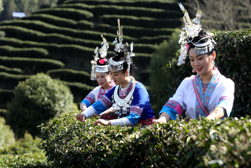 廣西三江：茶鄉茶園競採茶