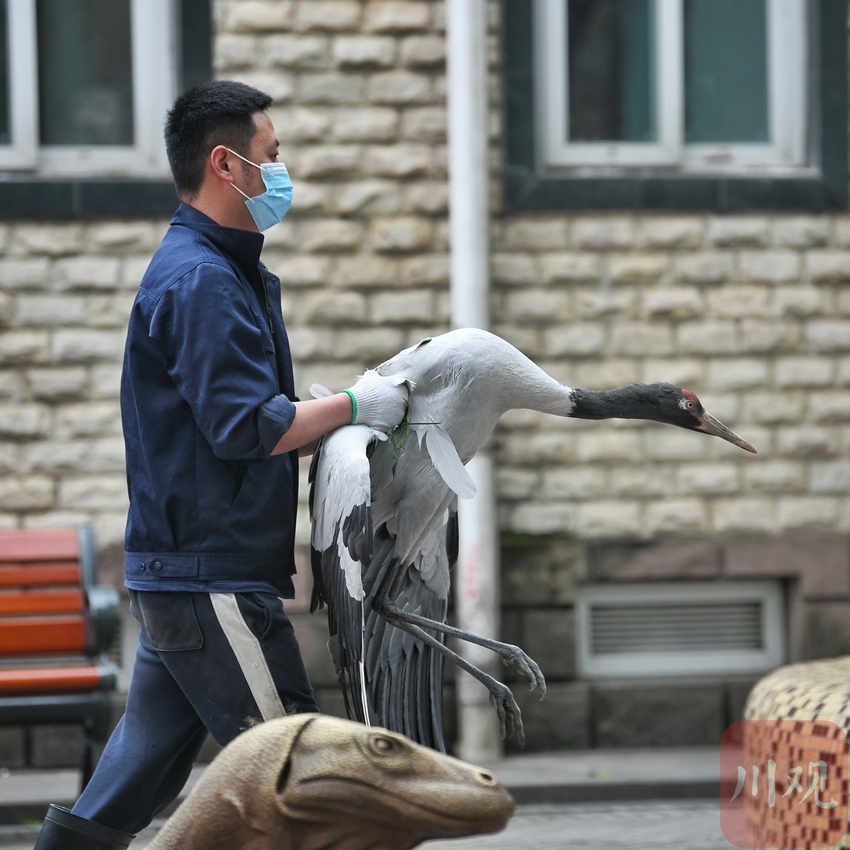 （中首）成都动物园鹤馆改造 群鹤开始大搬家