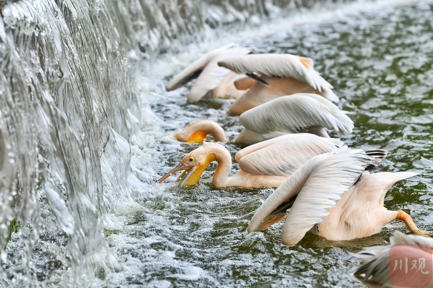 （中首）成都动物园鹤馆改造 群鹤开始大搬家