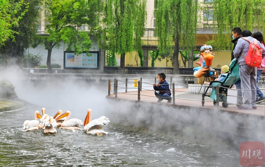 （中首）成都动物园鹤馆改造 群鹤开始大搬家