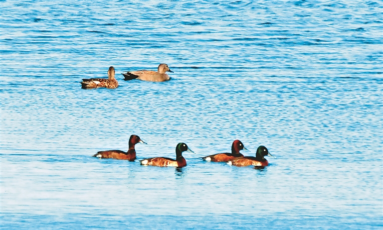 “国宝”青头潜鸭百鸟湖中游
