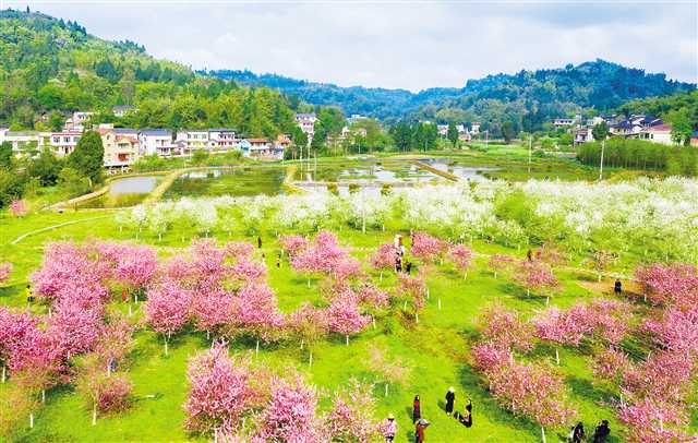 海棠花开乡村美_fororder_2022-03-31-003-298777-1