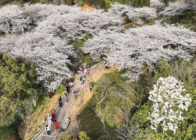 徐州：樱花盛开 春色满园