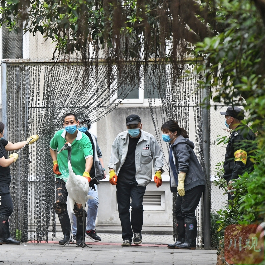 （中首）成都动物园鹤馆改造 群鹤开始大搬家