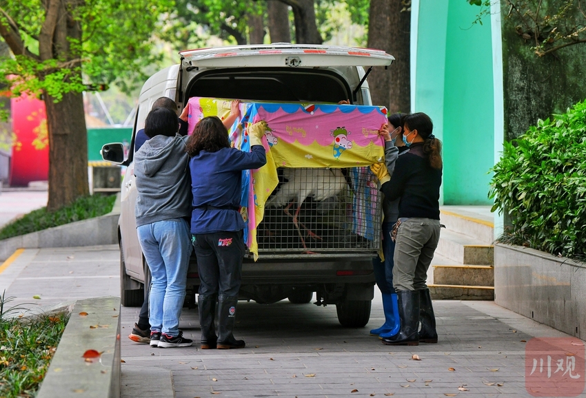 （中首）成都动物园鹤馆改造 群鹤开始大搬家