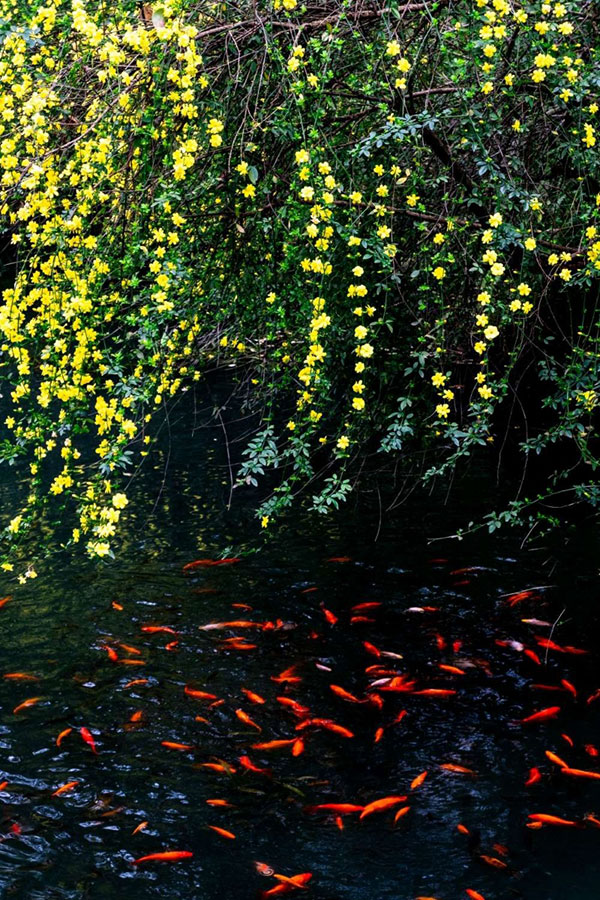 hi东坡三苏故里寻春正当时