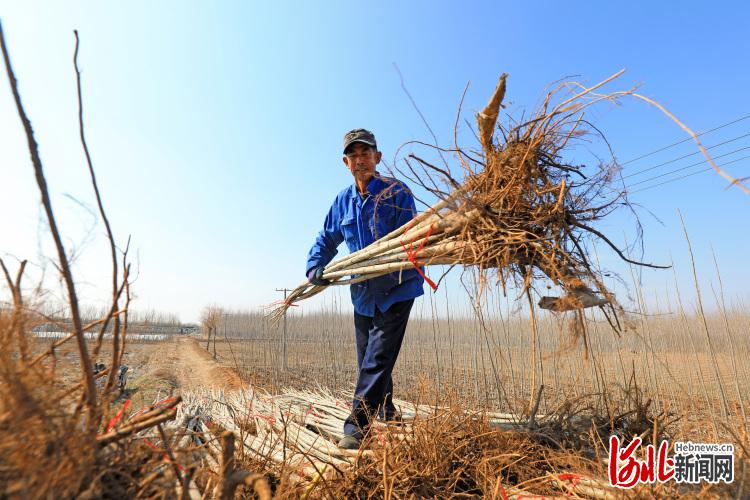 河北灤南：綠化苗木起運忙