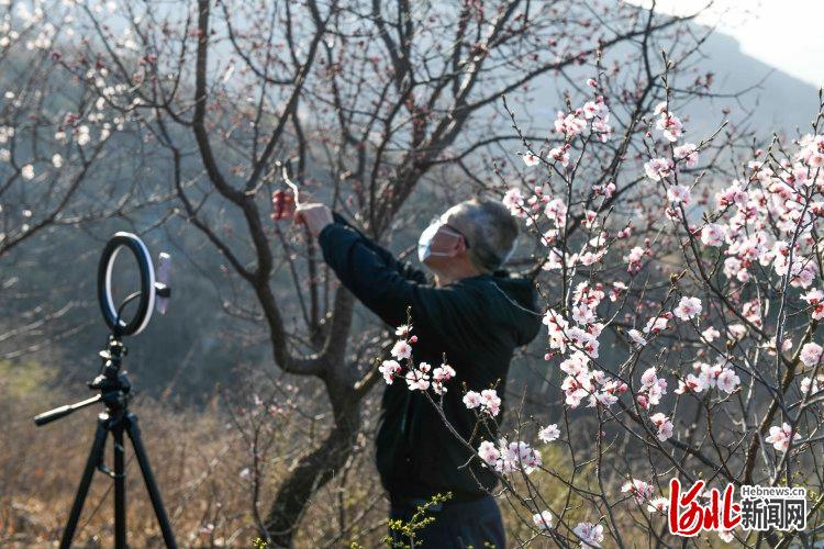 河北遵化：網絡直播 科技助農