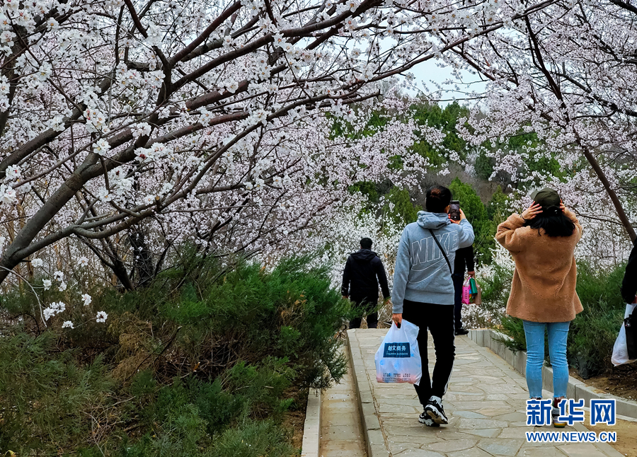 春风十里 北京这里有片“桃花海”