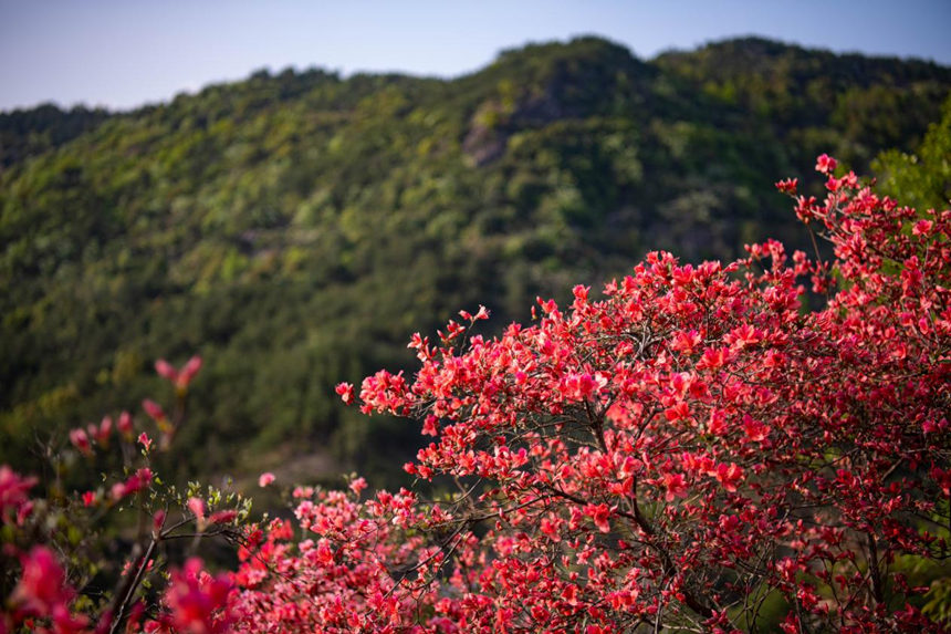 湖北浠水：人間芳菲盛 杜鵑花開迎客來