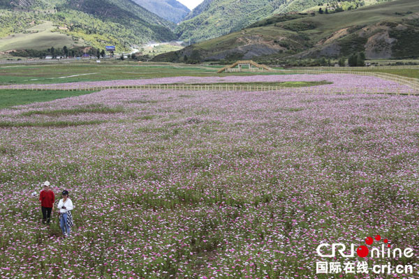 甘孜理塘县一优先三加快让产业更富民
