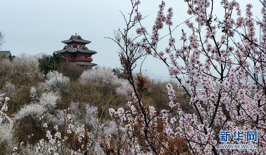 春风十里 北京这里有片“桃花海”