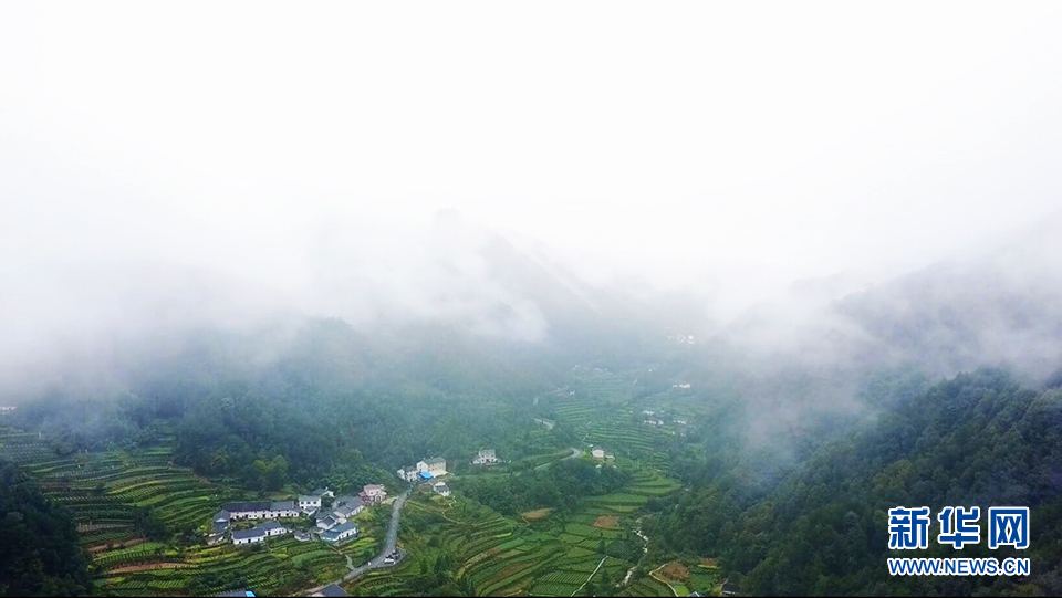 醉美宜昌邓村：雾锁茶园似仙境