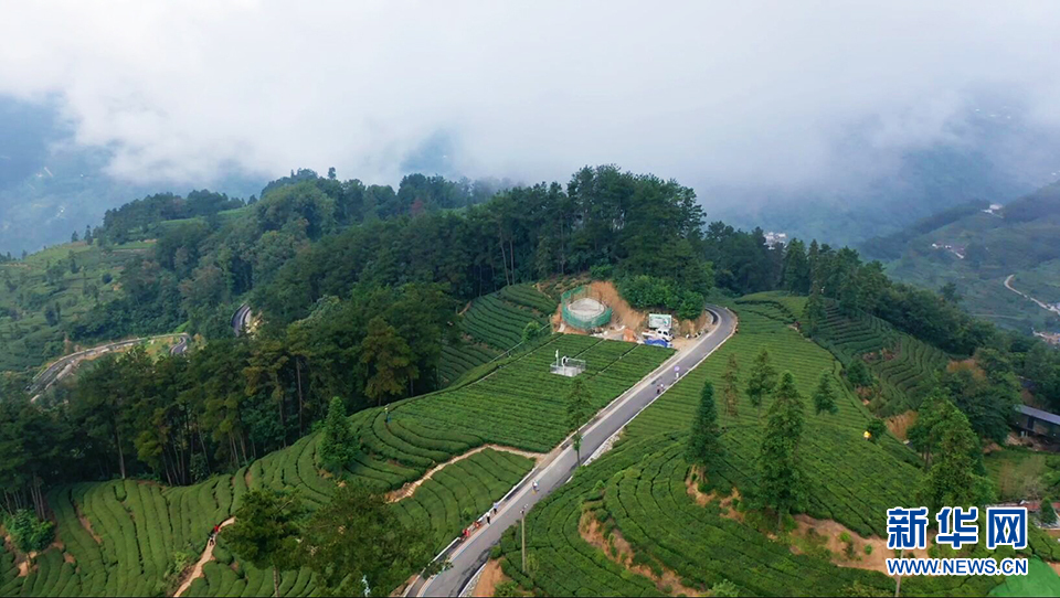 醉美宜昌邓村：雾锁茶园似仙境