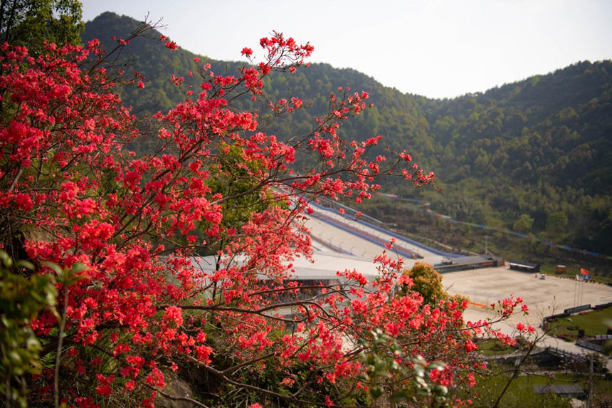 湖北浠水：人間芳菲盛 杜鵑花開迎客來